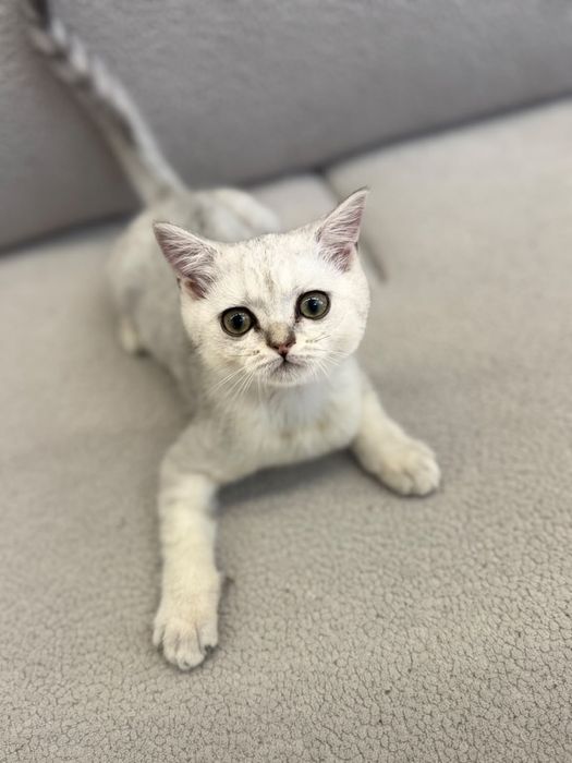 Продаётся шотландский котёнок, 2 месяца!