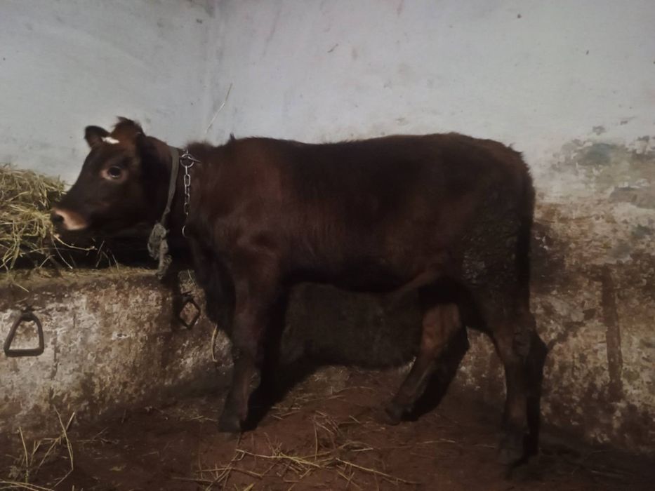 Vând doua jurinci mari de un an jumate din mame bune de lapte