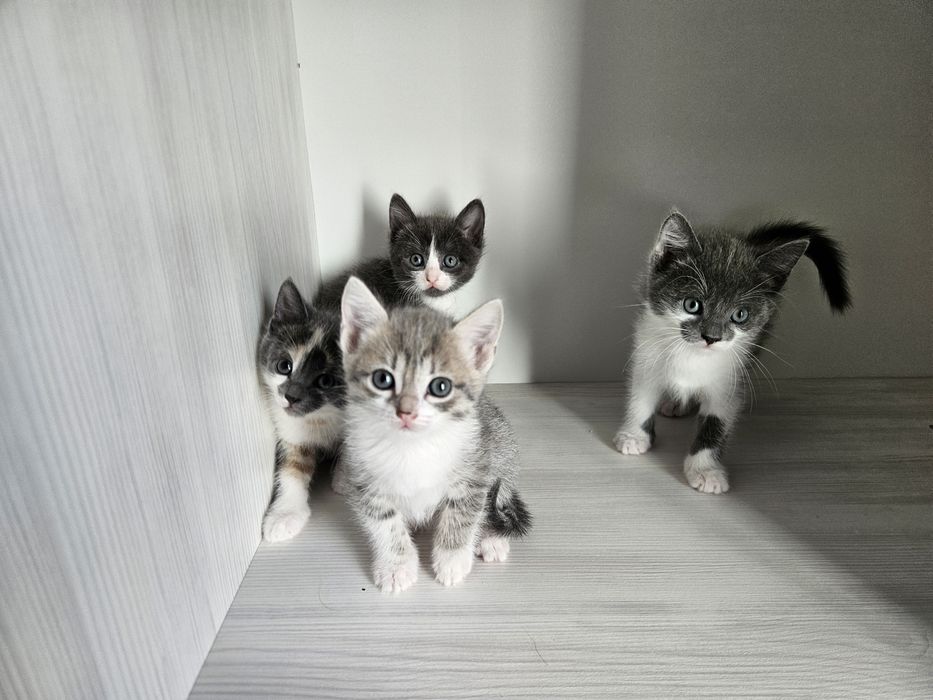 Котам котят бесплатно