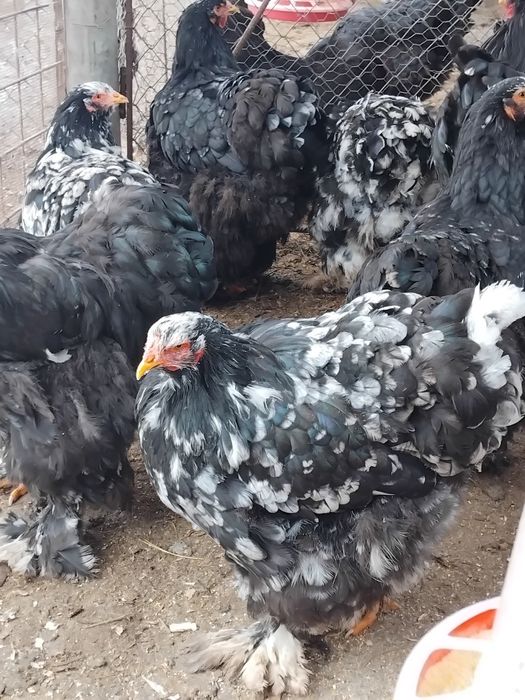 Gaini si pui Cochinchina urias negru bobat