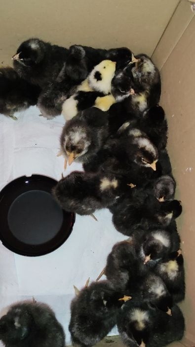 Pui găină de curte