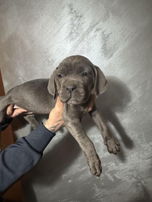 Кане Корсо Cane Corso is  an italiano breed mastiff