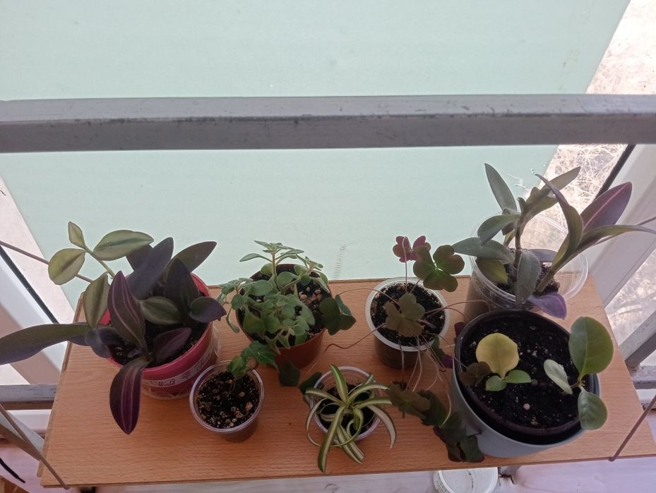 Комнатные цветы  от 1000 тенге.