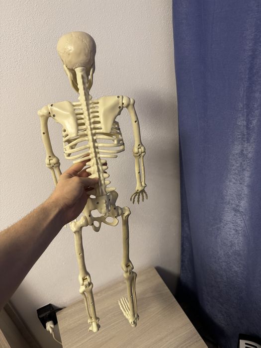 Schelete uman plastic dur