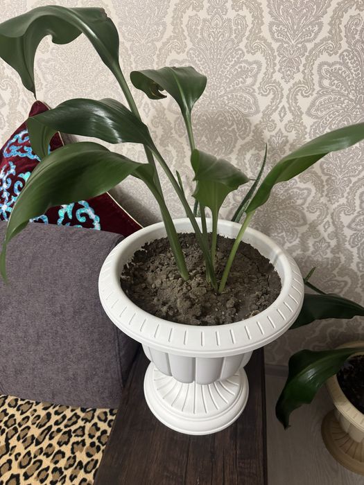 Продаю цветы в горшках