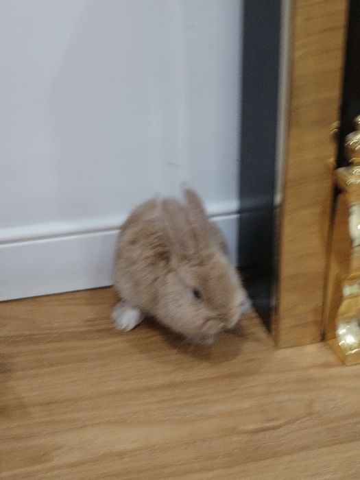 Кролик декоративный