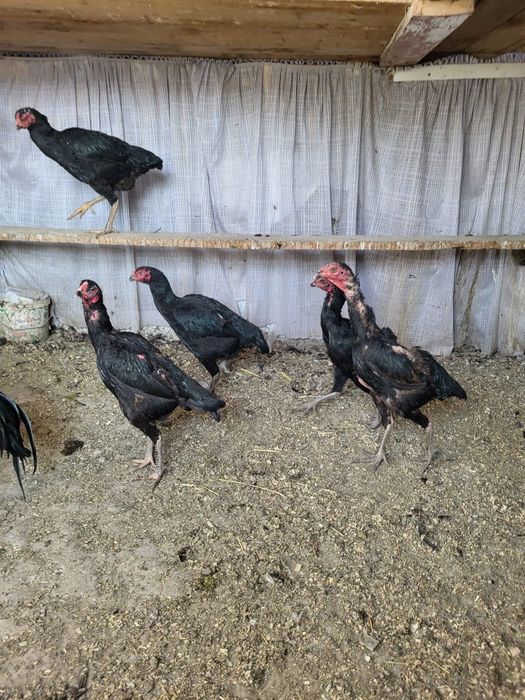 Сатамын дакан жумыртка 1000