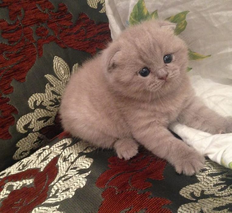 Шотландцы.  Девочка и Мальчик.