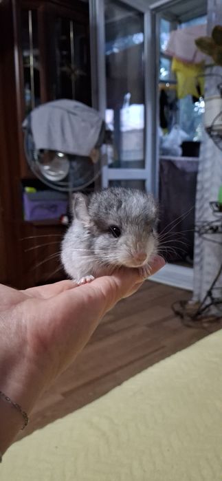 Продаются двое милых Шиншилят.