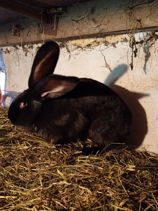 Vind iepuroica uriaș german 7 luni