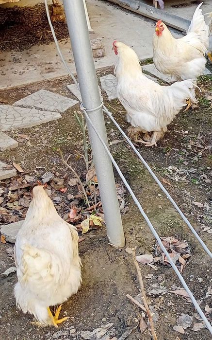 Цыплята Хан-Хяп и молодки разных пород