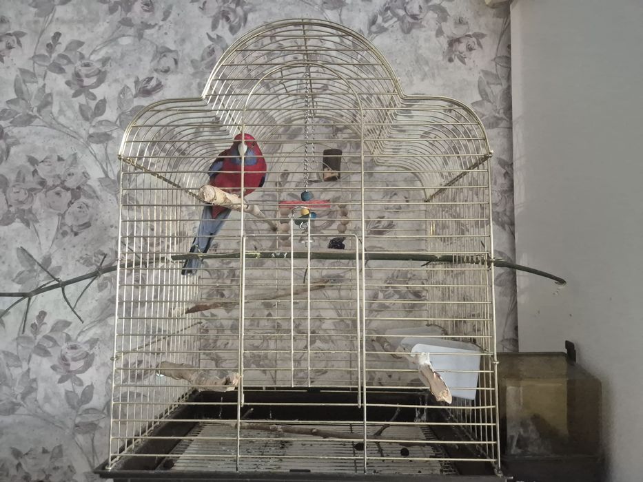 попугай красная розелла