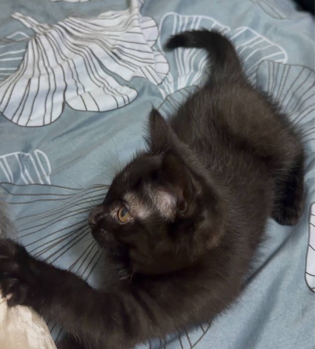 Отдаю котенка в добрые руки!!!