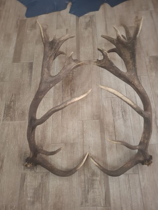 Coarne de cerb carpatin
