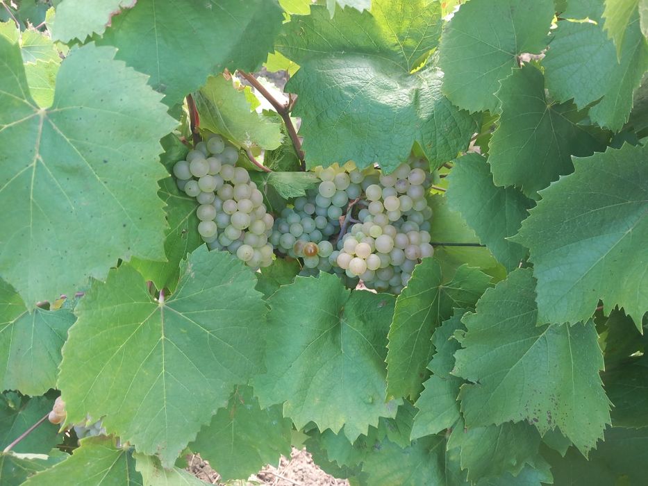 Vând struguri  de vin