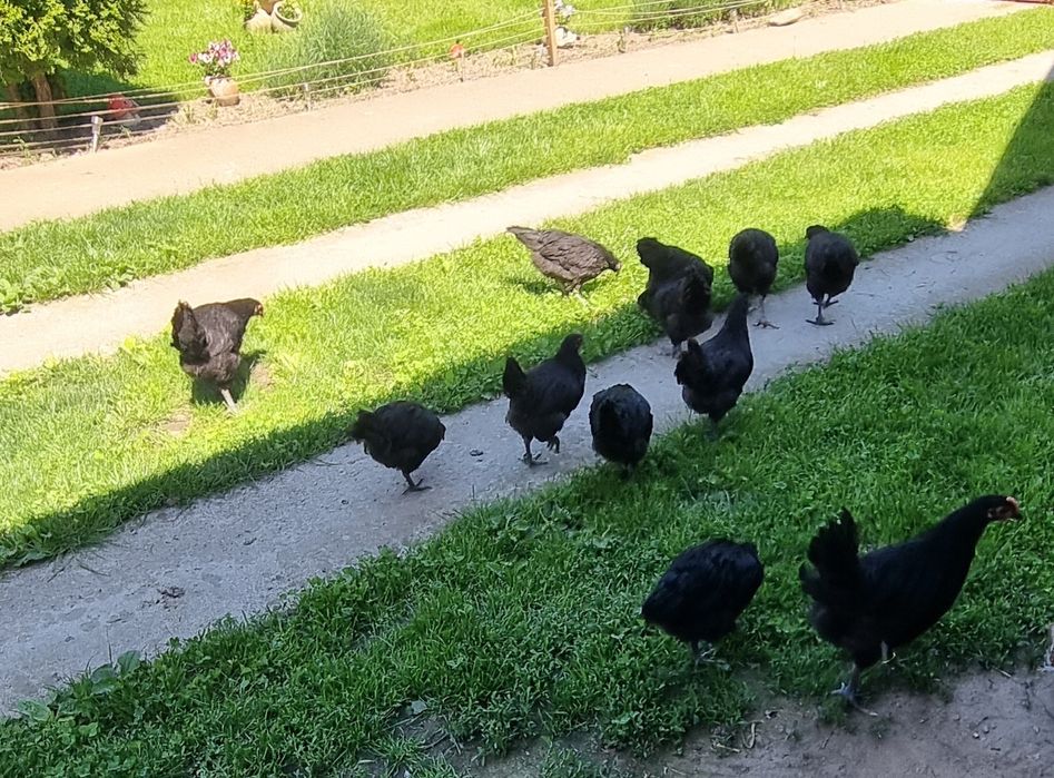 Pui de Australorp