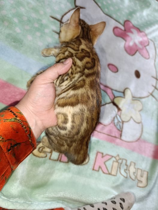 Бенгальские котята