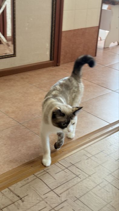 Отдам кошечку в добрые руки