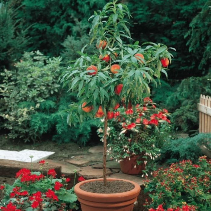 Pomi pitici maxim 140-180 cm inaltime  la maturitate
