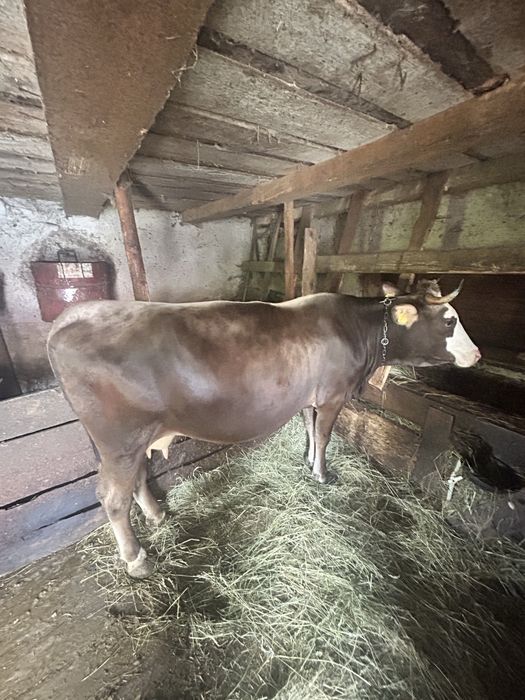 Vand vaca gestanta