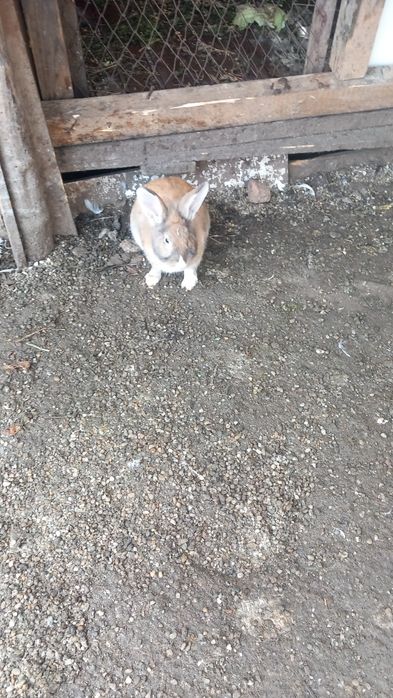 Vând sau schimb iepuri