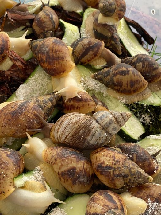 Улитка Ахатина