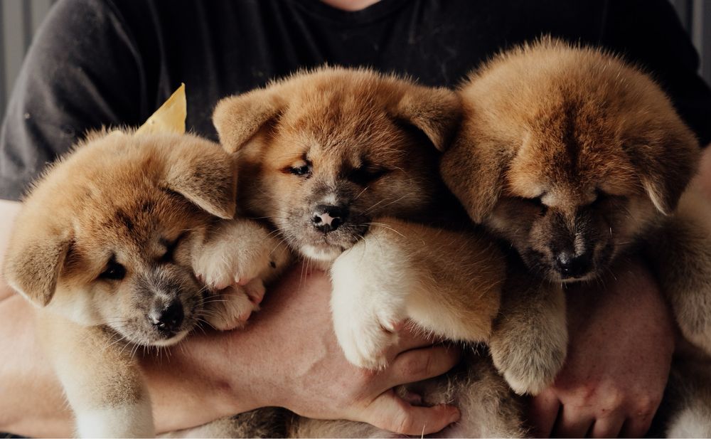 Щенки Акита Ину (хатико)