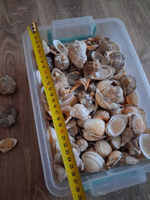 Scoici si melci de mare naturale