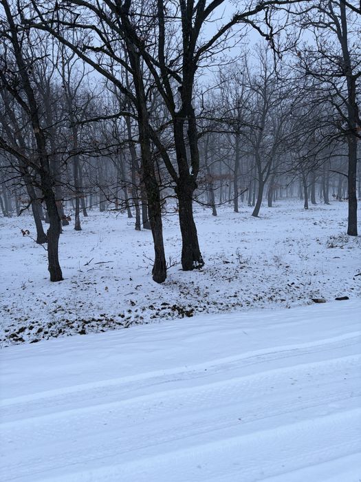 Teren intravilan Palilula 1000mp