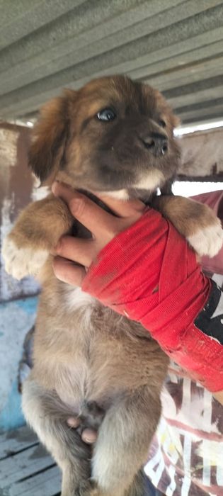 Отдам щенков в хорошие руки