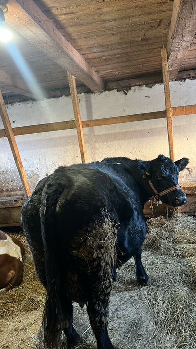 Vând vacă cu tot cu vițel