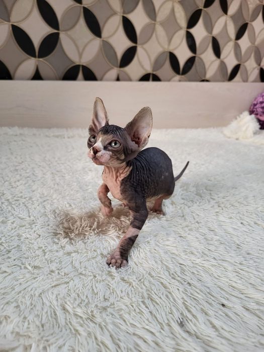 Донские Сфинксы.