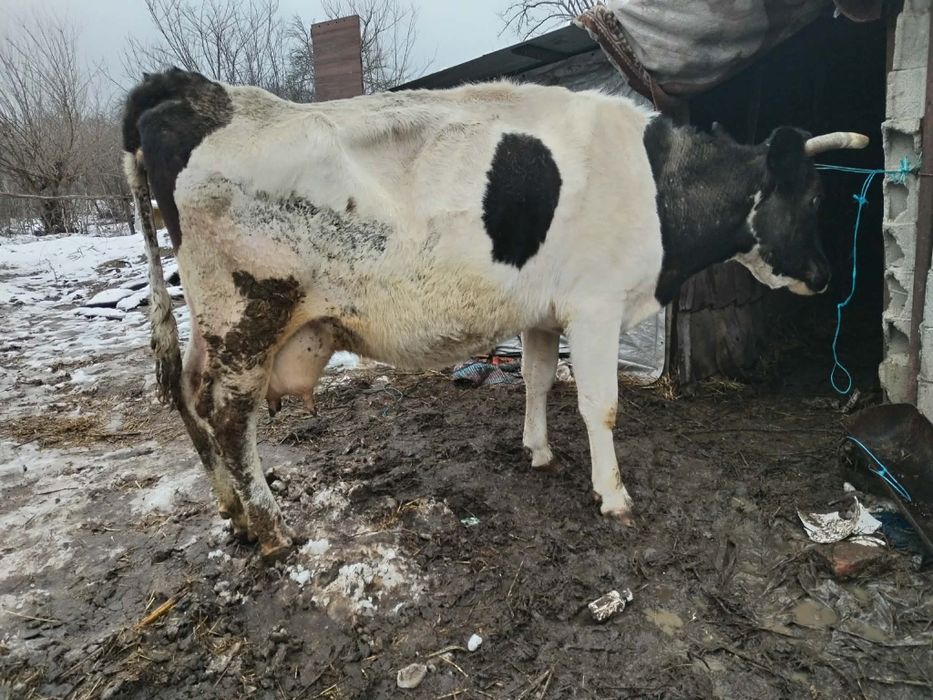 Vând una din cele doua vaci