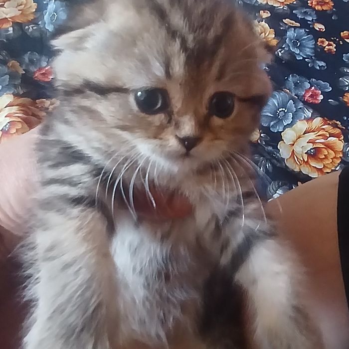 Mushuklar sotiladi 2 oylik oqi 2 oylik oʻgil bola  tigroviy kiz bola