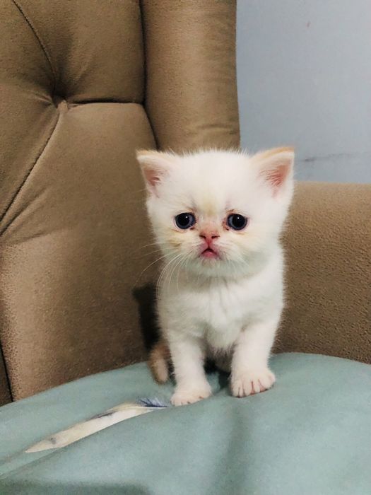 Парода экзот девочка