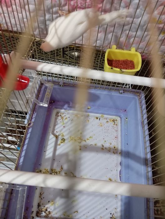 Продаю канарейки.