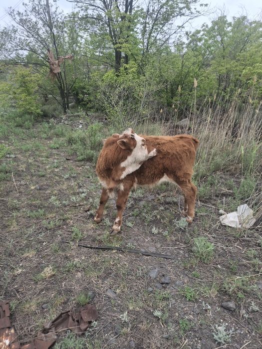 Продам бычка 6 месячный