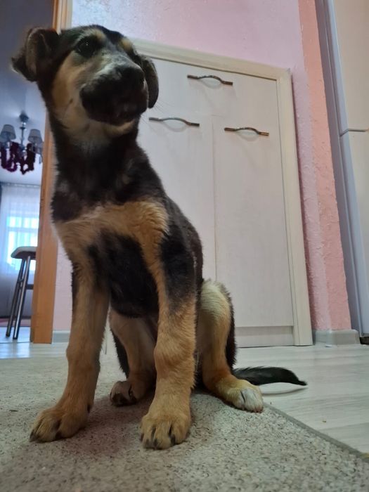 Отдам щенка в надежные руки