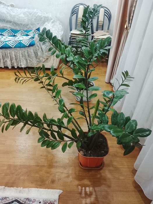 Комнатны Цветы красивый долларовы