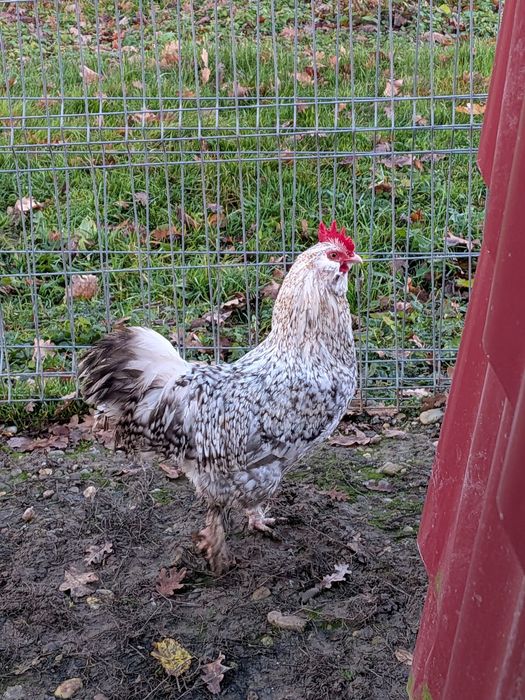 Cocoșel de vânzare