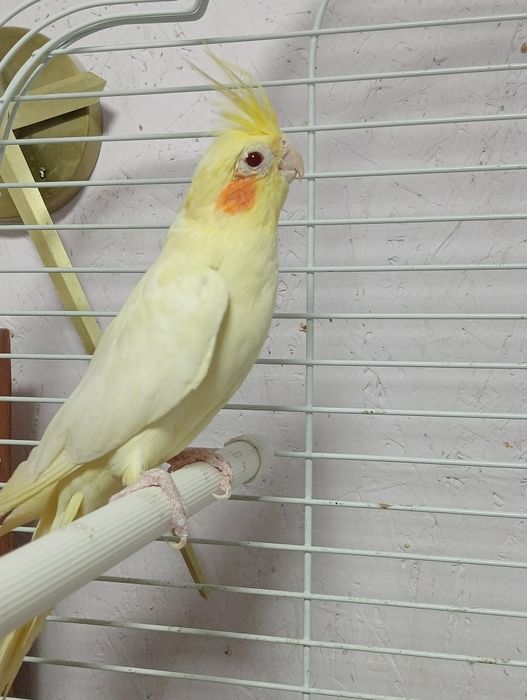 Попугаи корелла.