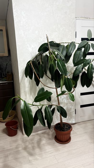 Продам фикус, самовывоз