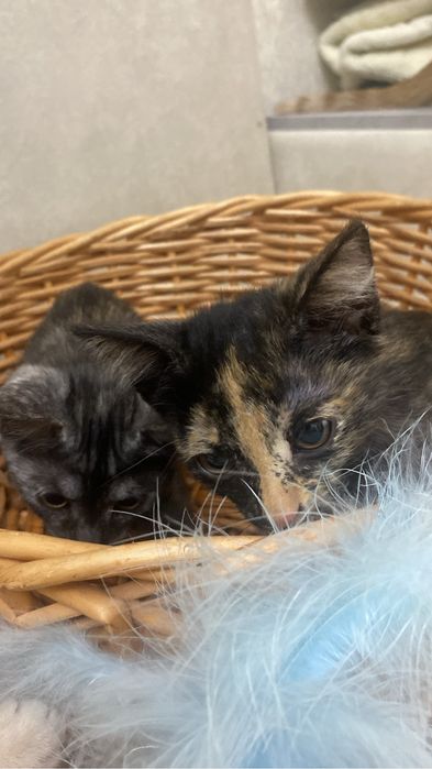 Котята, кошки, коты