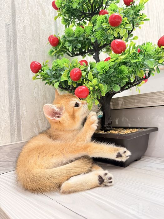 На продаже котенок девочка