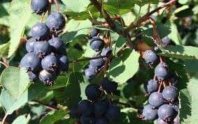 Afin saskaton la ghiveci