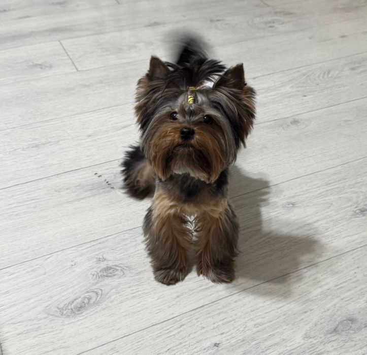 Йоркширский терьер