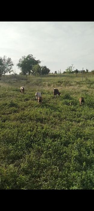 Schimb capre rasa