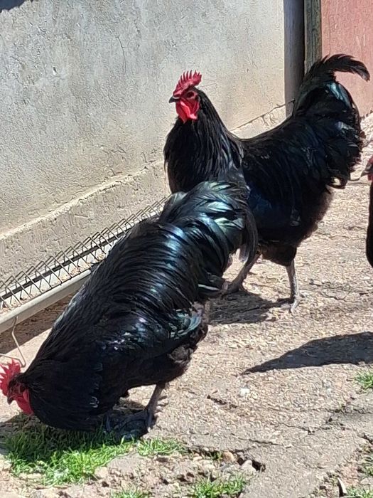 Петли порода Австралорп