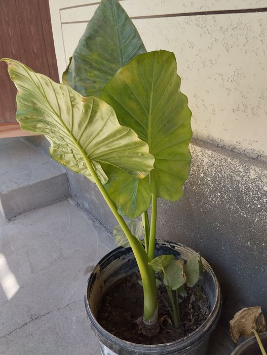 Gullar sotiladi uz uyimda uzim ustirganman 6 yillik kotta gullar