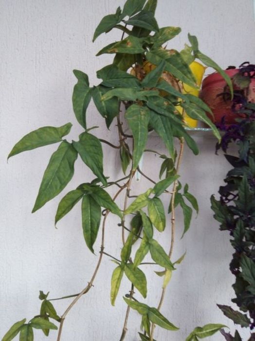 Здравствуйте, комнатные растения